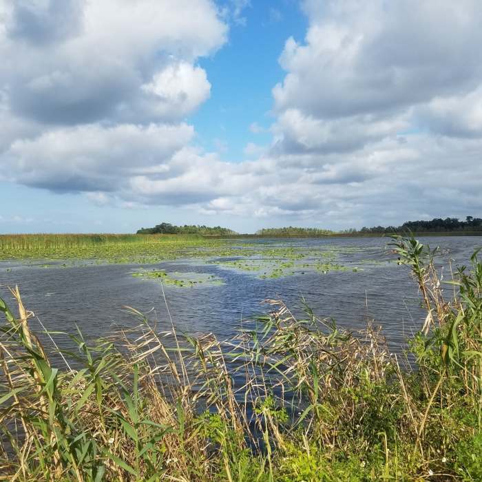 View directly from the trail overlooking the lake which provides a home for a number of local birds. Near Bayou Sauvage Trails