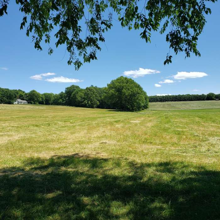 Trail emerging into pasture Near Shenipsit Trail
