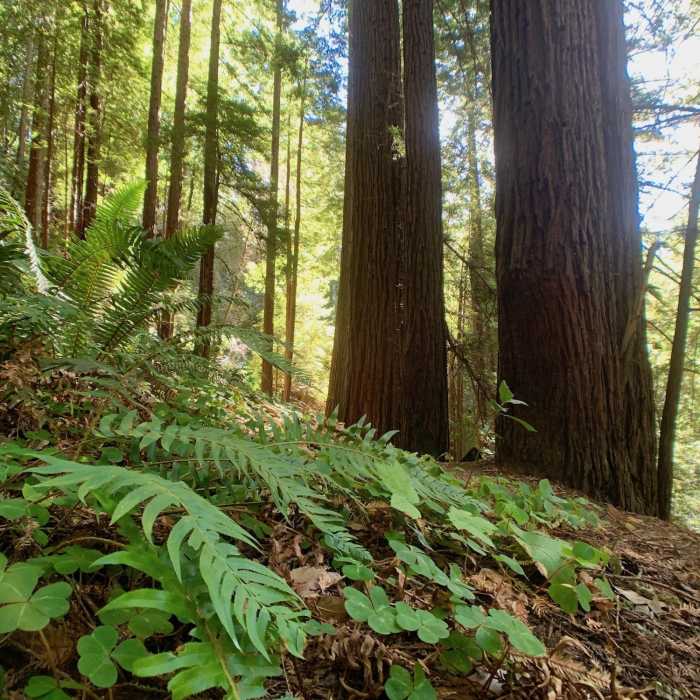 Near Bay Area Ridge Trail: Craig Britton Trail