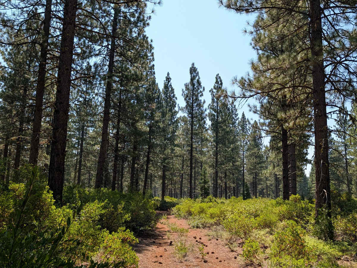 Porcupine Butte - FS 42N20 trail photo