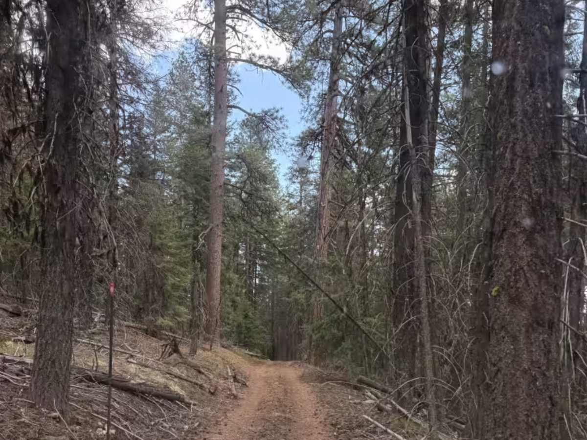 Wildcat Mountain Trail - FS 3350 trail photo