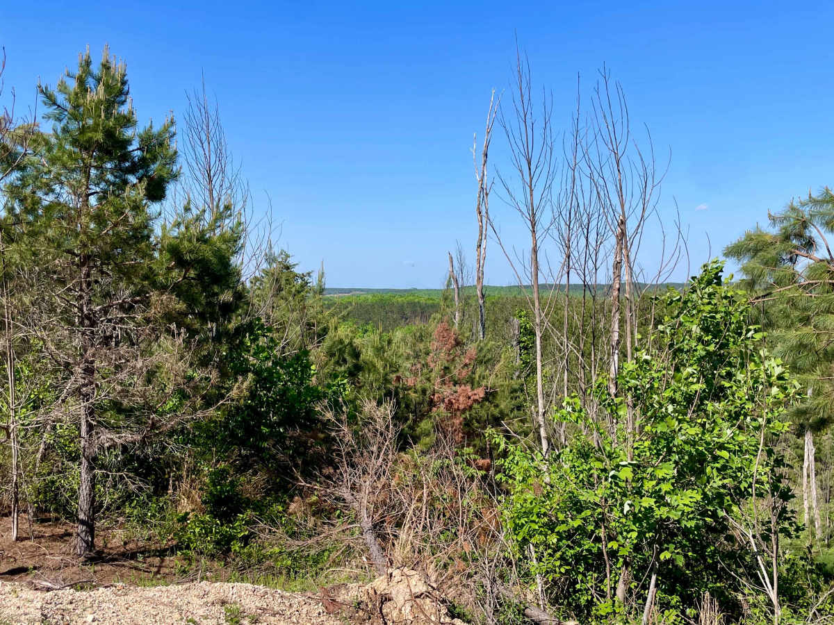 Copeland Ridge Road–Eagle Creek WMA photo 5