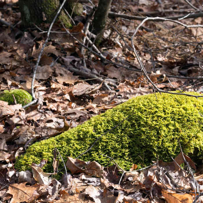 Near Woodland Way Trail Near Woodland Way Trail
