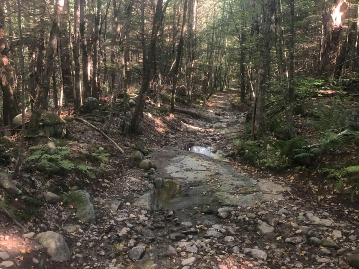 Cobble Hill Road Trail photo 3