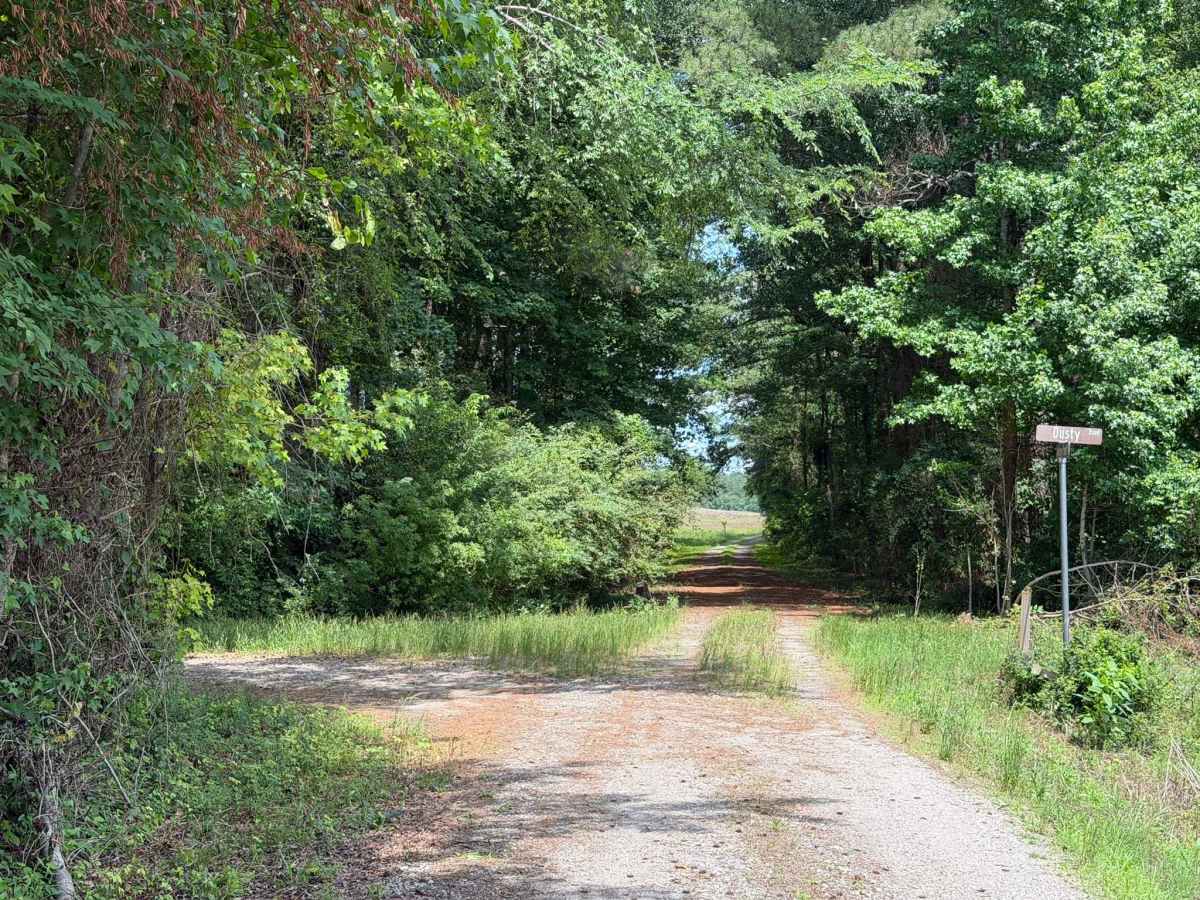 Andrews Pond Road trail photo