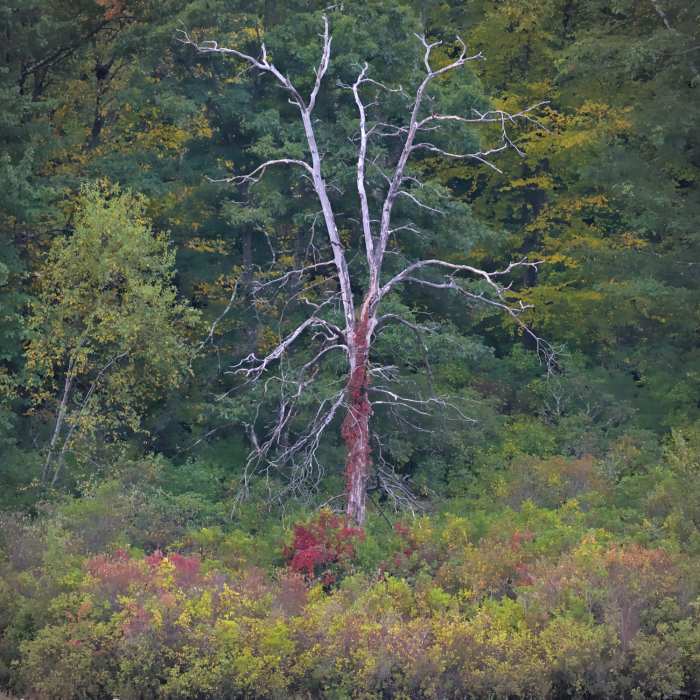 Even a dead tree can look beautiful in the Delaware Water Gap! Near Buttermilk Falls, Crater Lake, and Hemlock Pond Loop