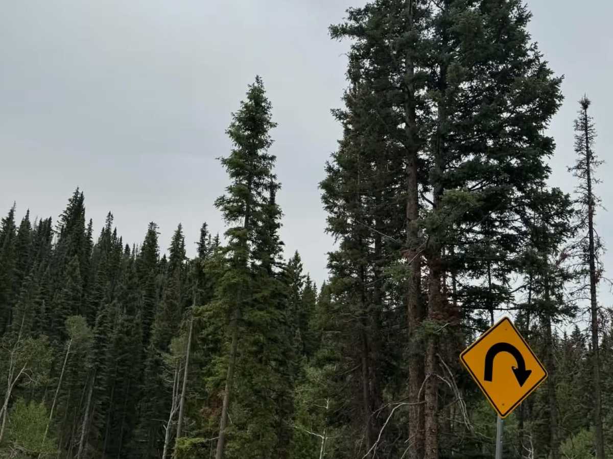 FS 245 trail photo