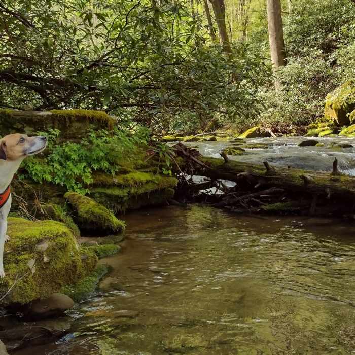 Near Fish Hatchery to Ellicott Rock Loop