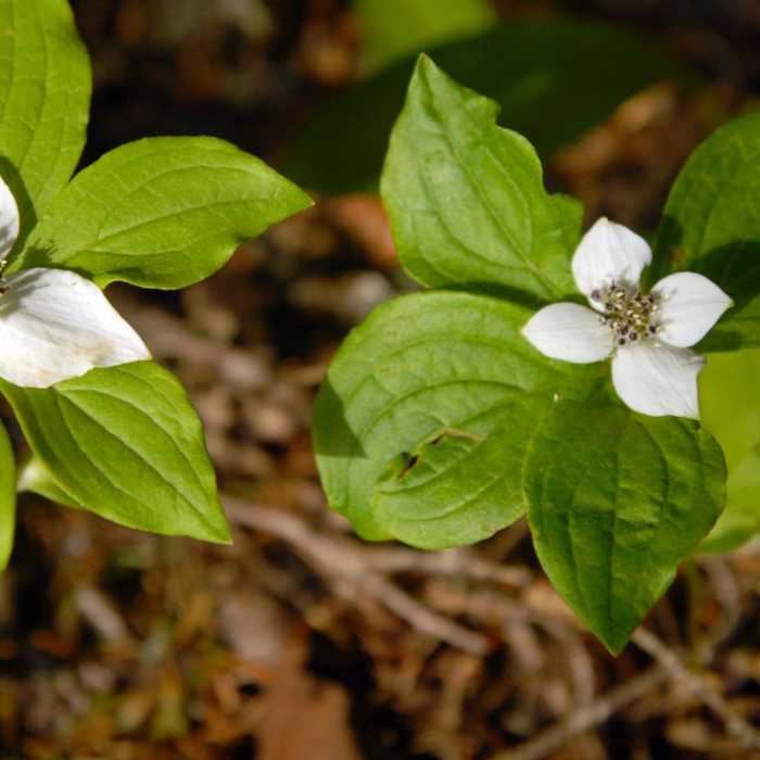 Near Timothy Lake Loop