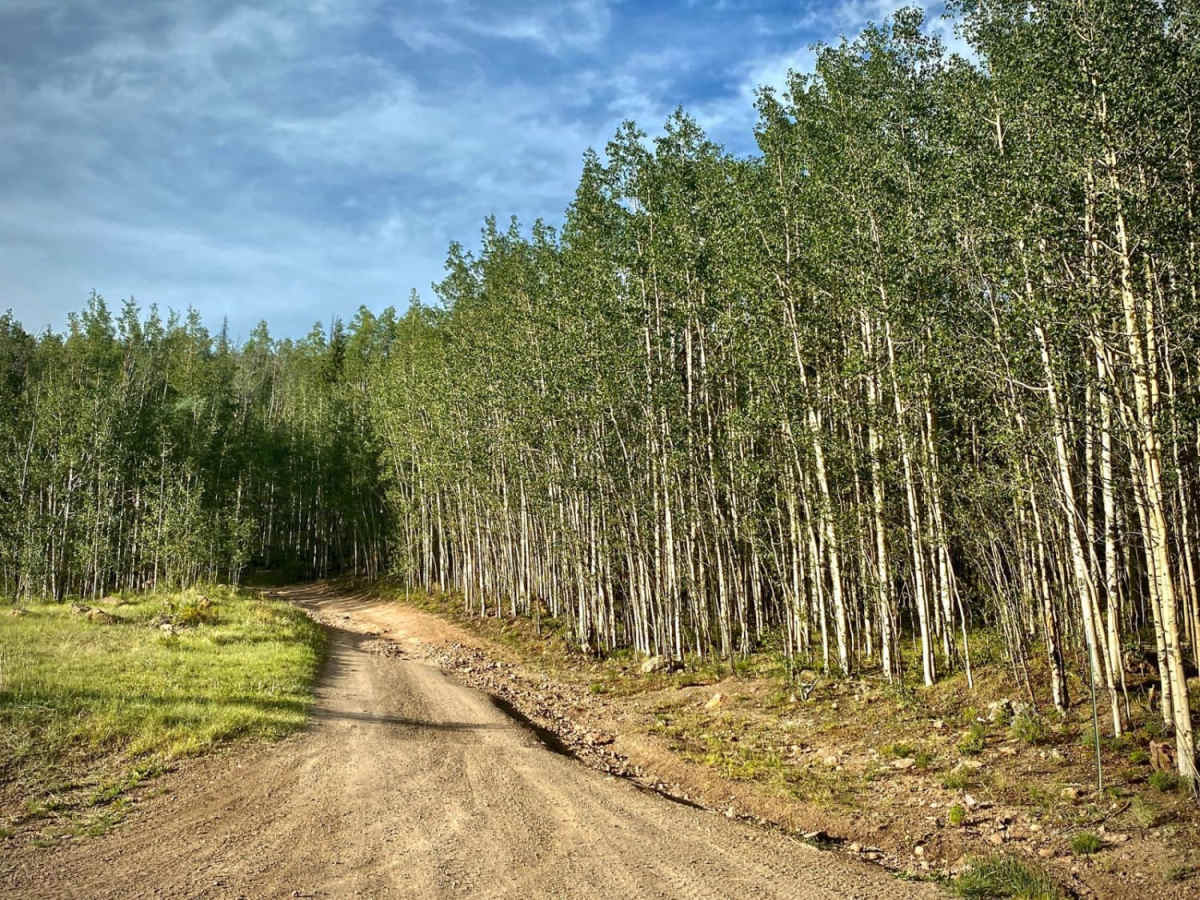 Rat Creek Loop trail photo