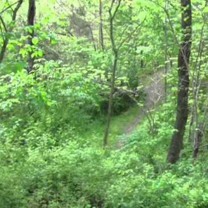Near Fellows Lake Trail