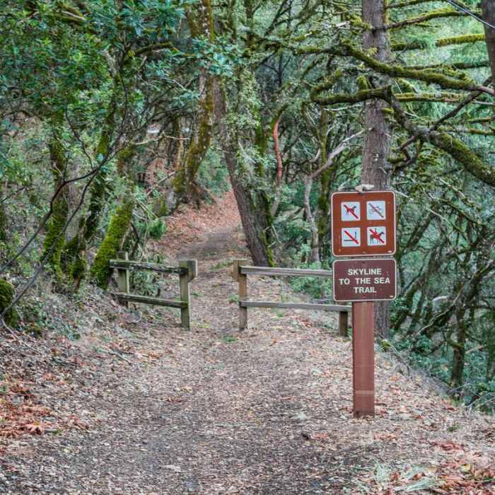 Near Skyline to the Sea Trail: Saratoga Gap to Big Basin Headquarters