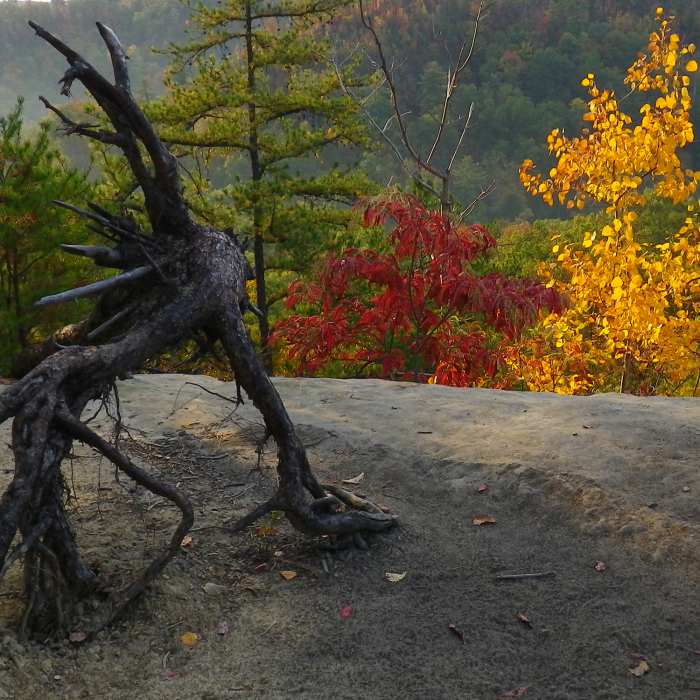 Near Courthouse Rock Trail #202