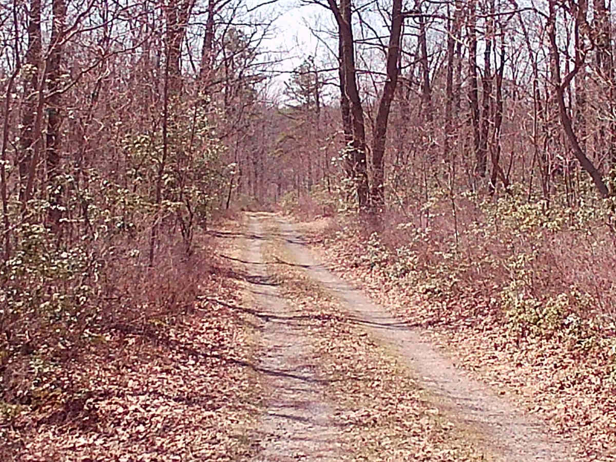 Turkey Call Lane photo 6
