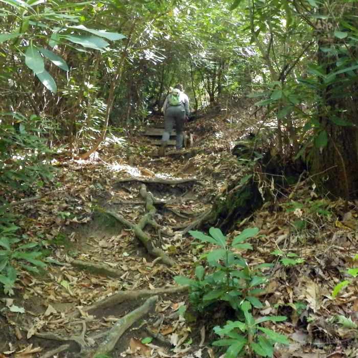 Near John Rock Trail #365