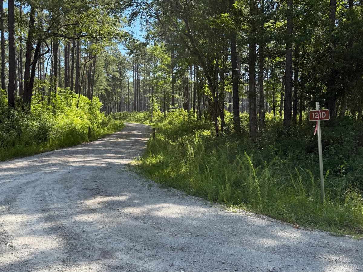 Brown Road - FS 121D trail photo