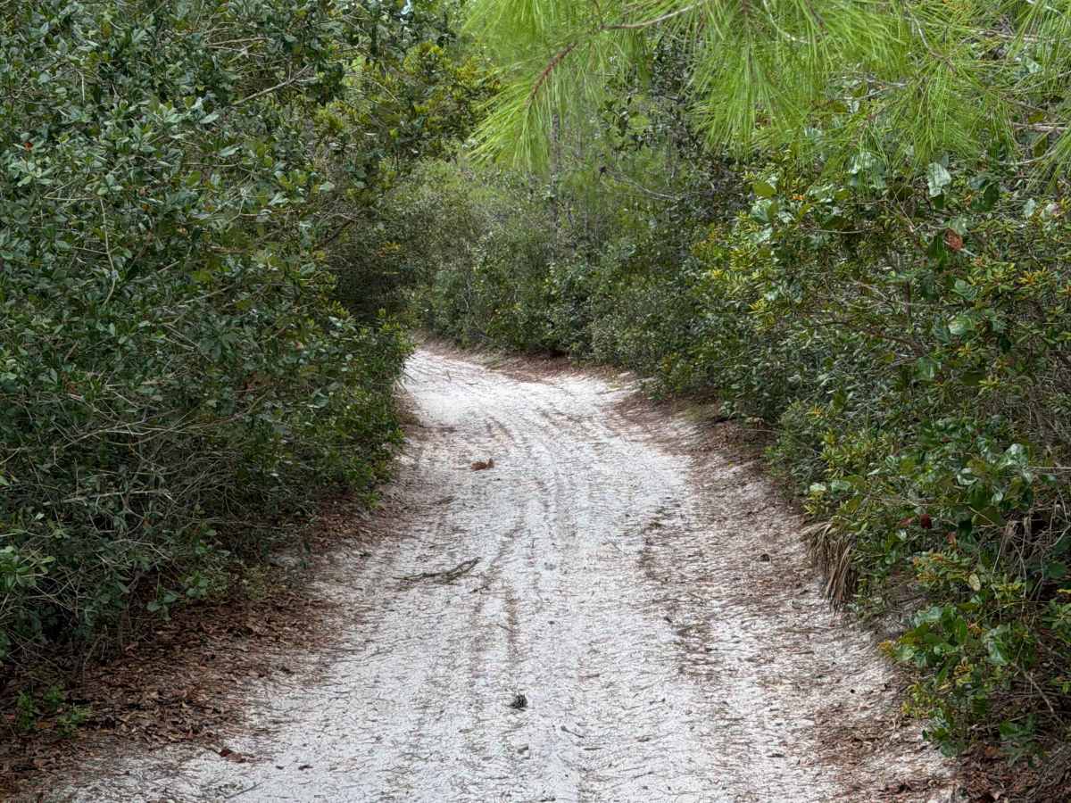 Ocala National Forest 445-2.3B photo 3