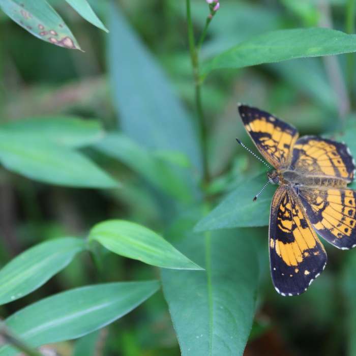 Near Endless Wall Trail