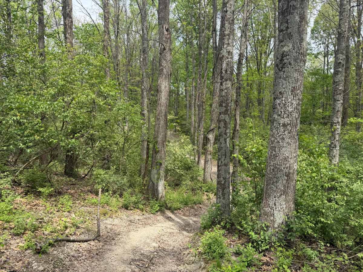 Saw Mill Trail photo 4