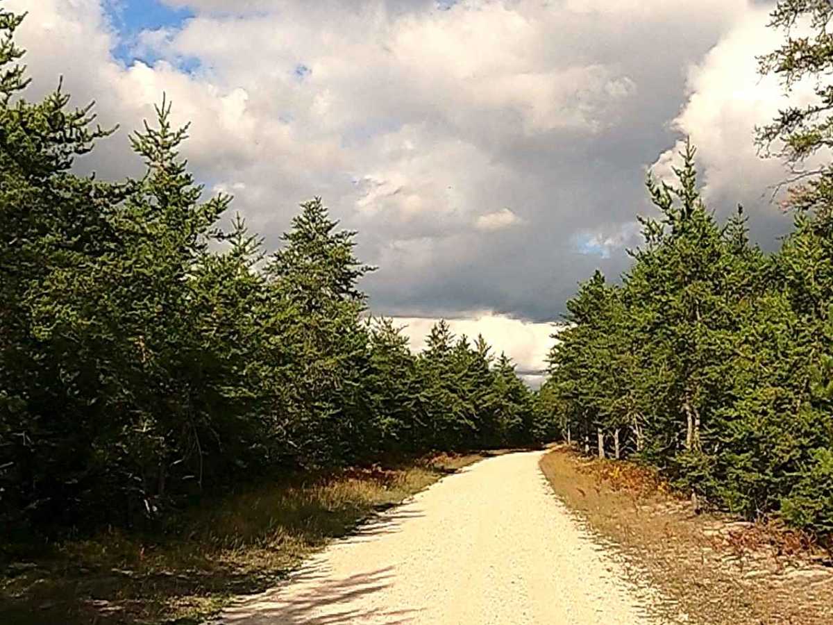 Lone Pine - FS 3141 photo 2