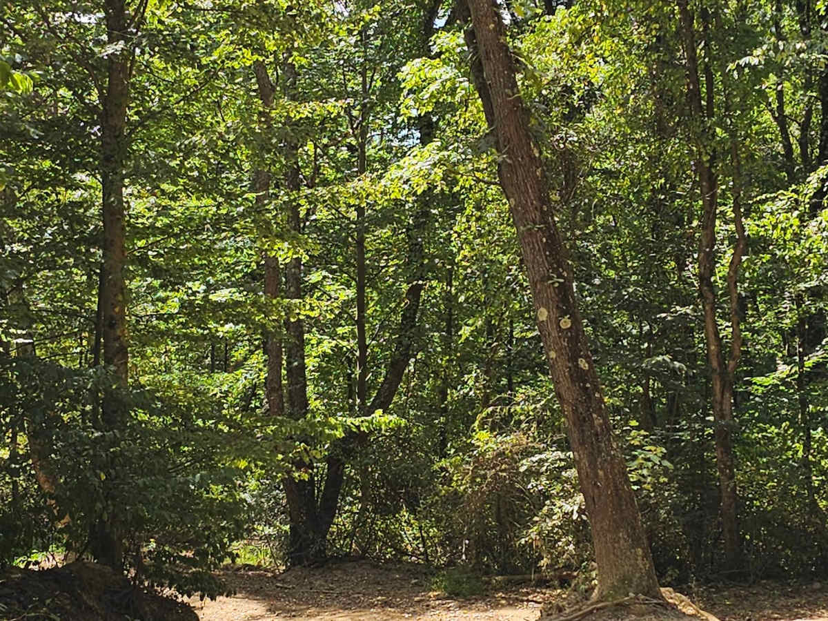 Trail 25 photo 5