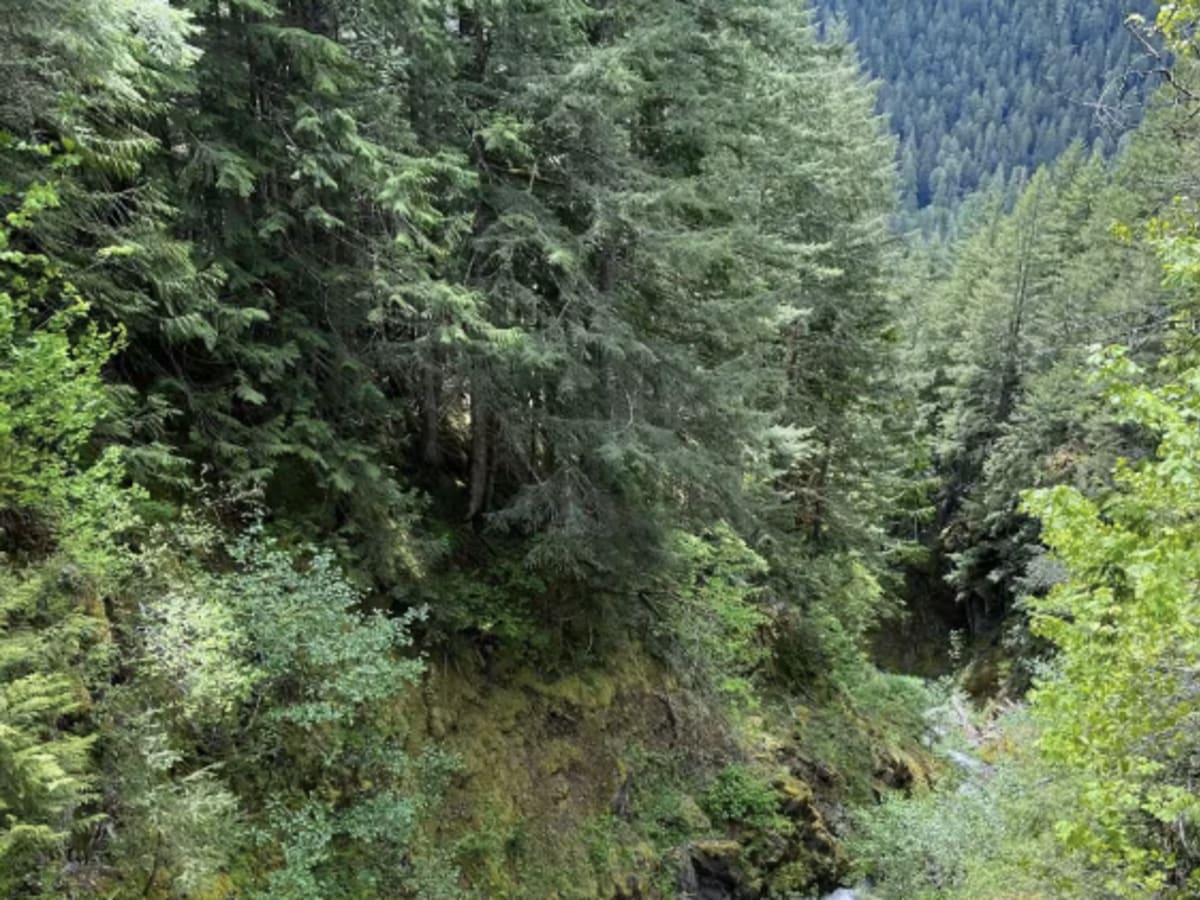 Cascade River Road photo 5