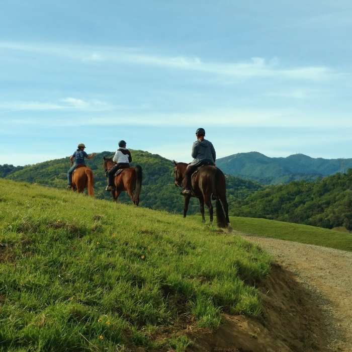 Near North Ridge Trail