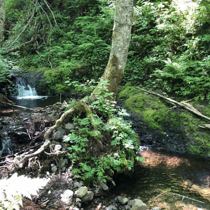 Near Tiger Creek