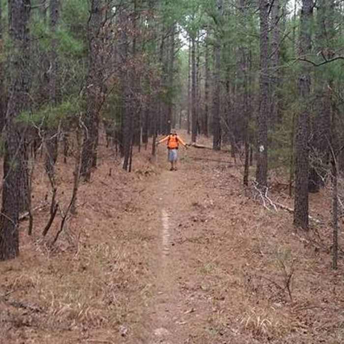 This is a long straight section of the Boardstand Trail with new-growth pines on either side. Near Ouachita - Old Military Trail Loop