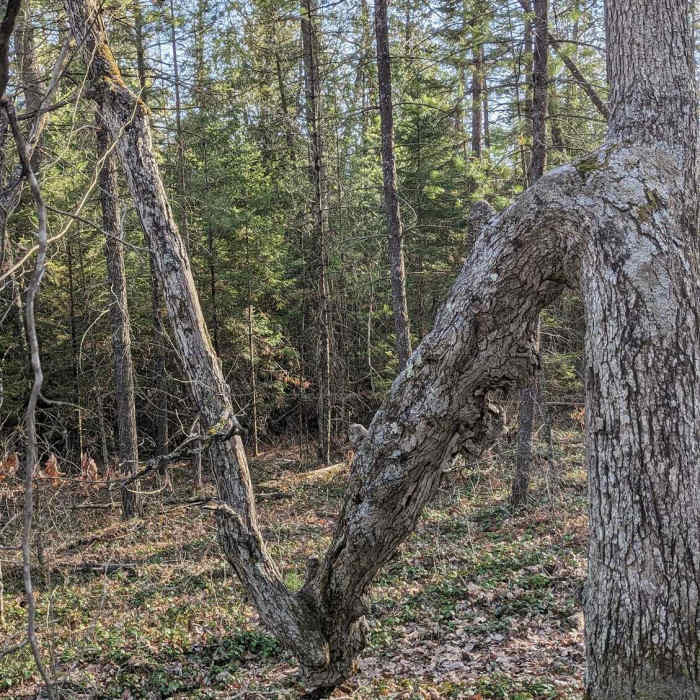 Near Lost Twin Lakes Pathway