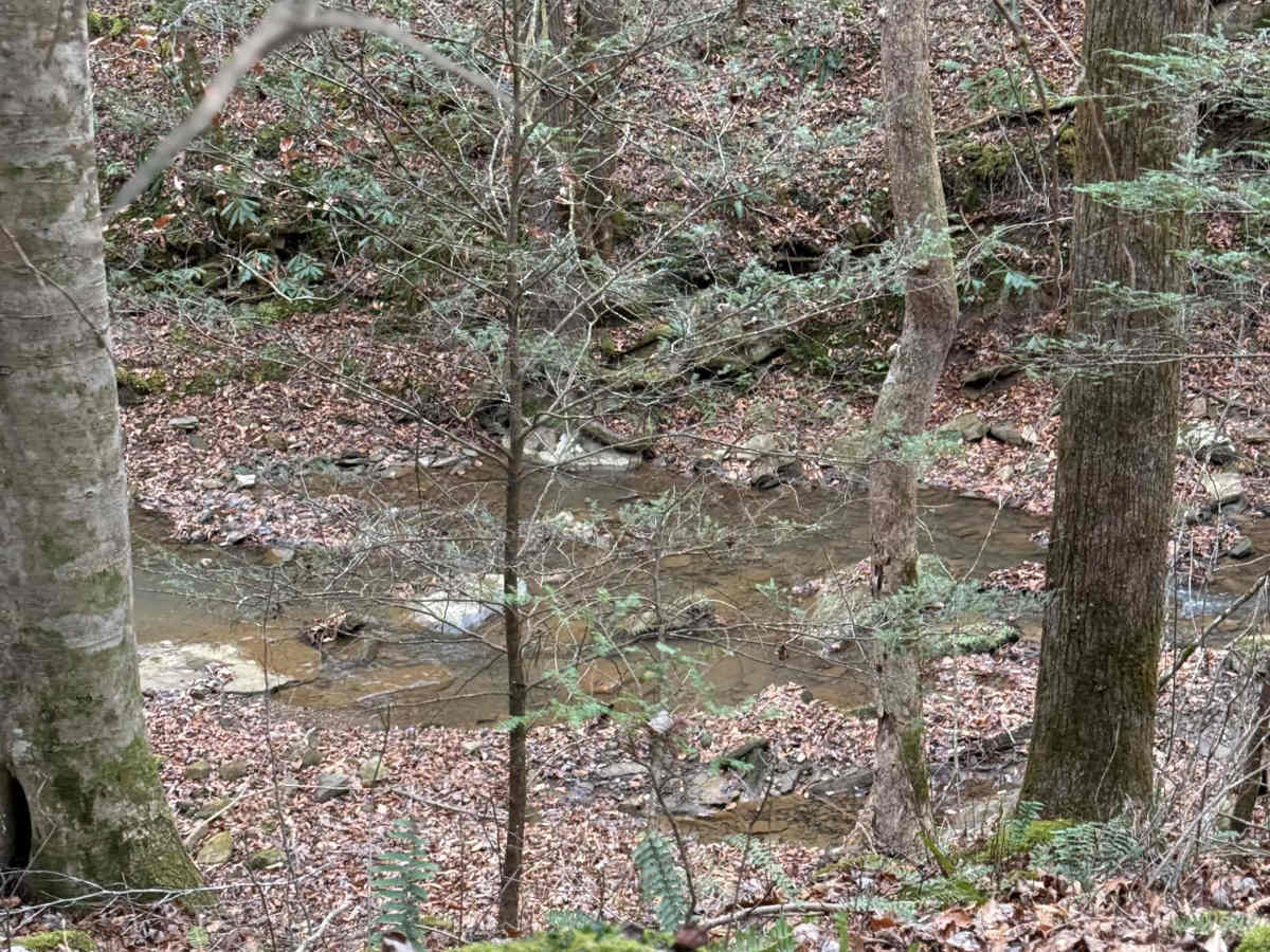 Whoopfalerea  trail photo