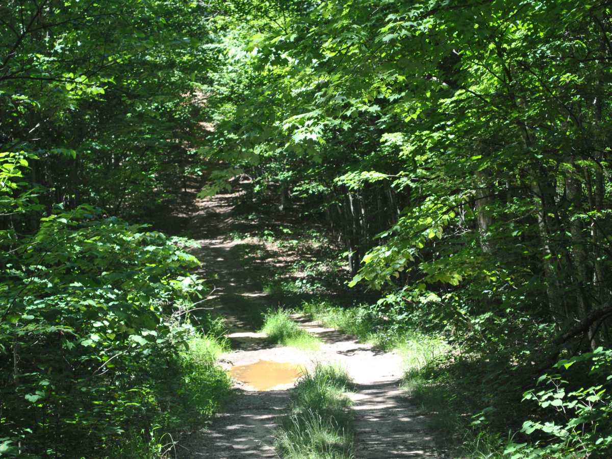 51 photo 4