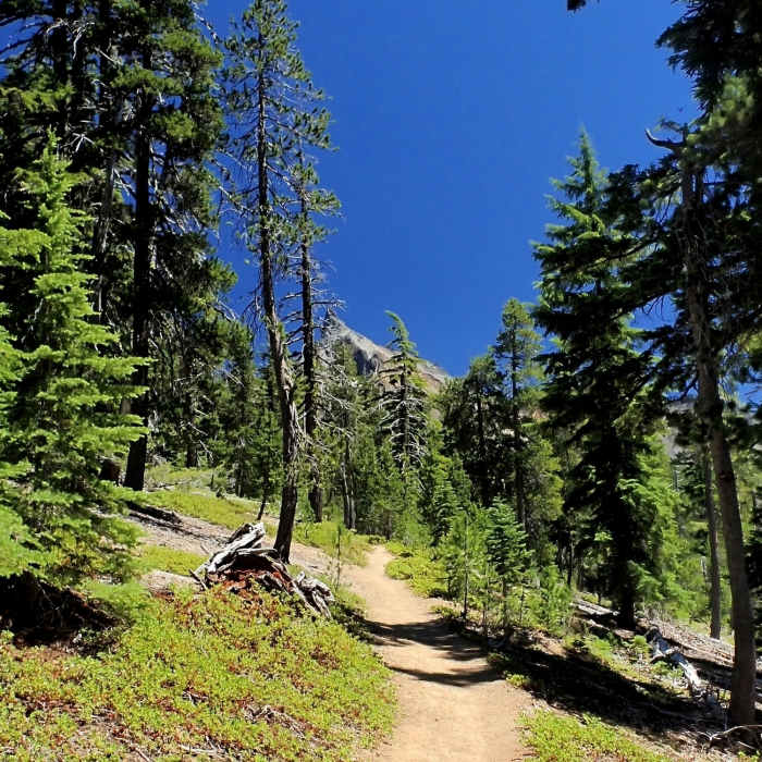 Near Mount Thielsen Trail #1456