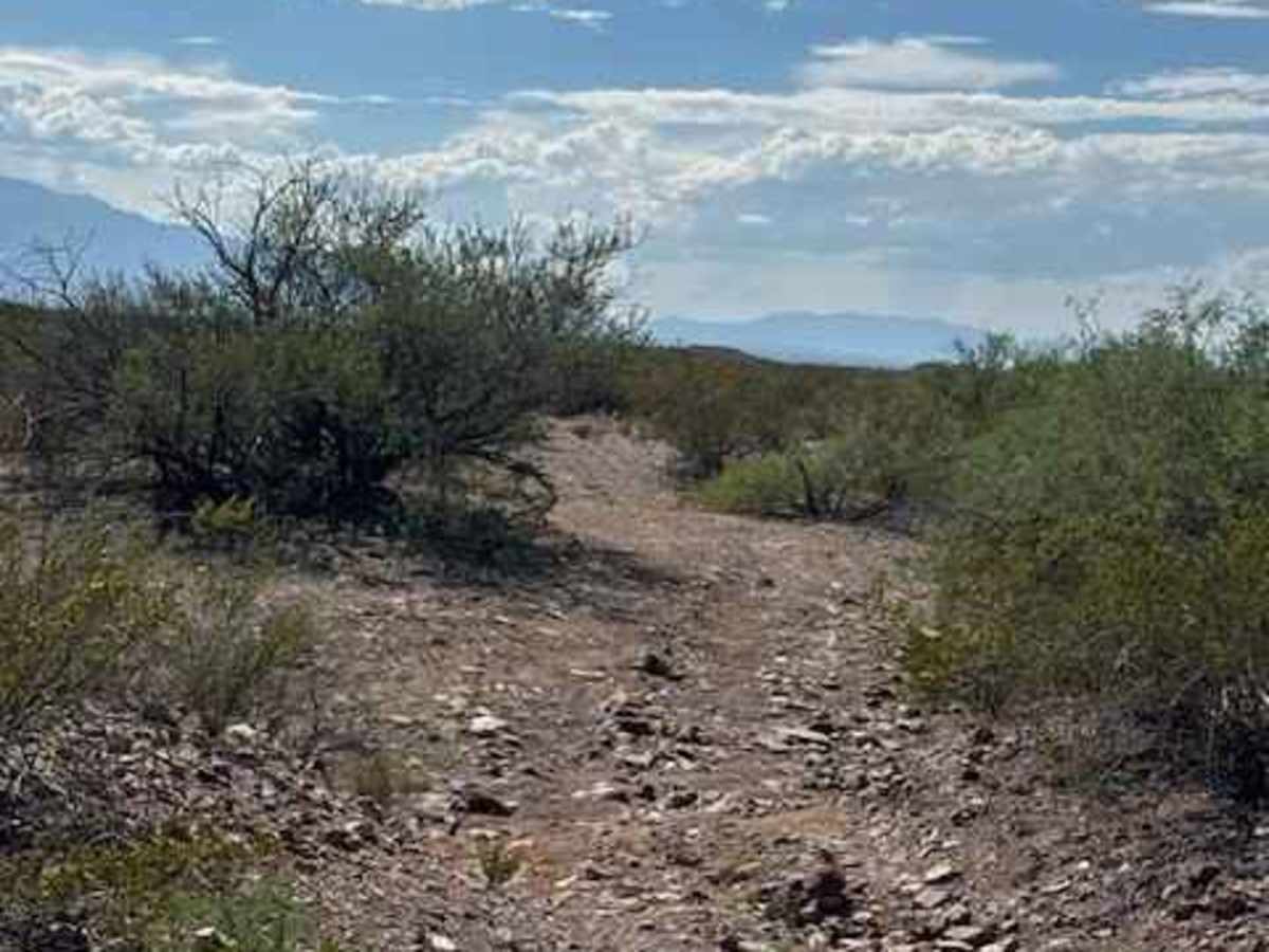 BLM PE1124 photo 5