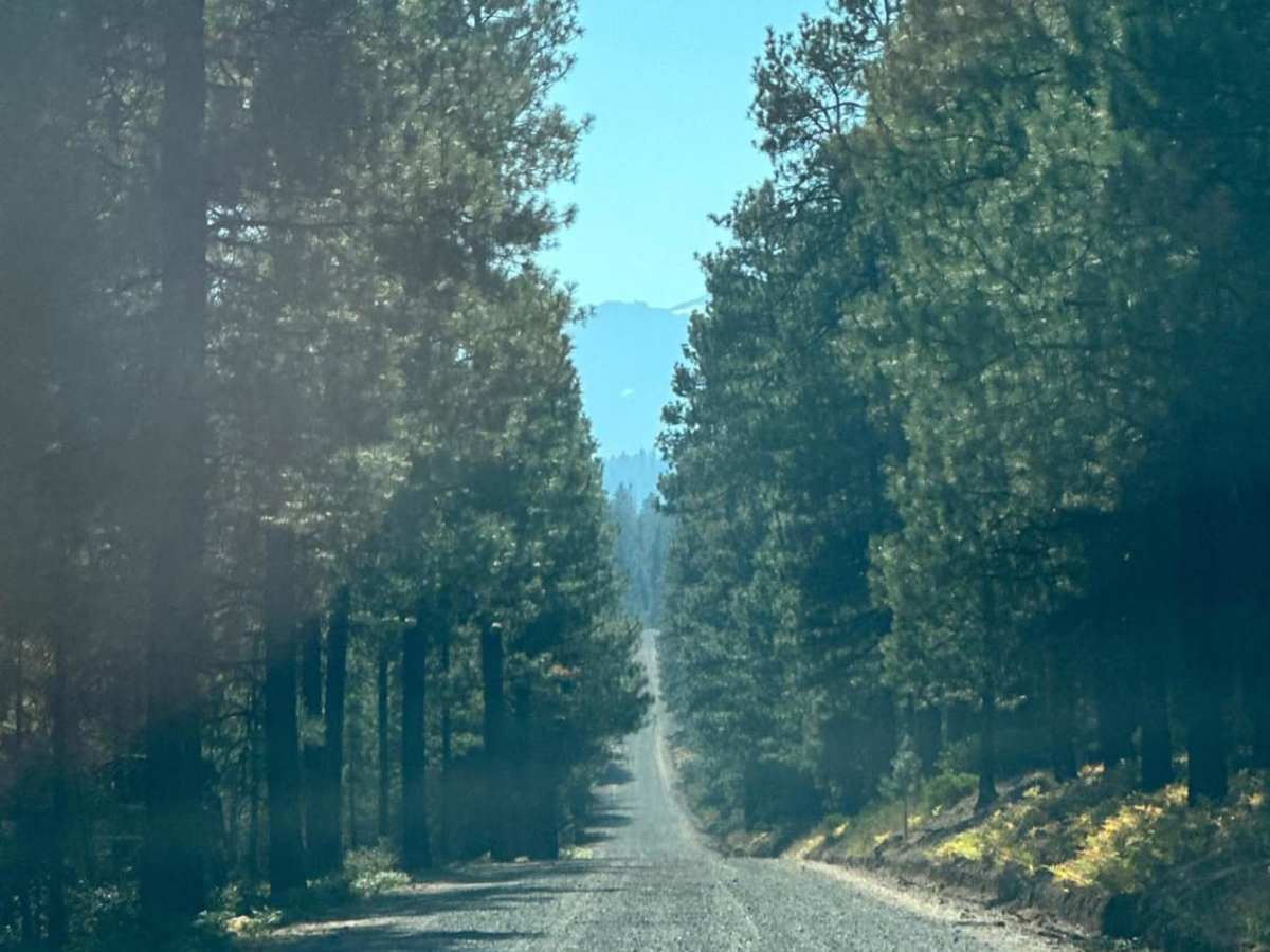 Sisters Campsite Road photo 5