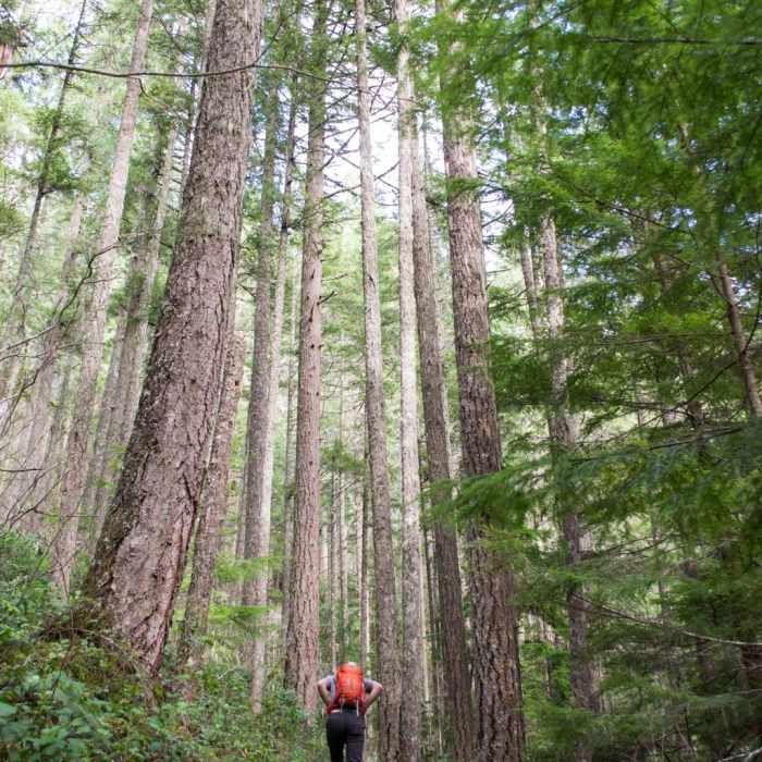 Near Joe's Peak Trail