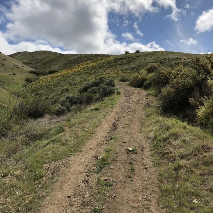 Near Homestead Trail #12