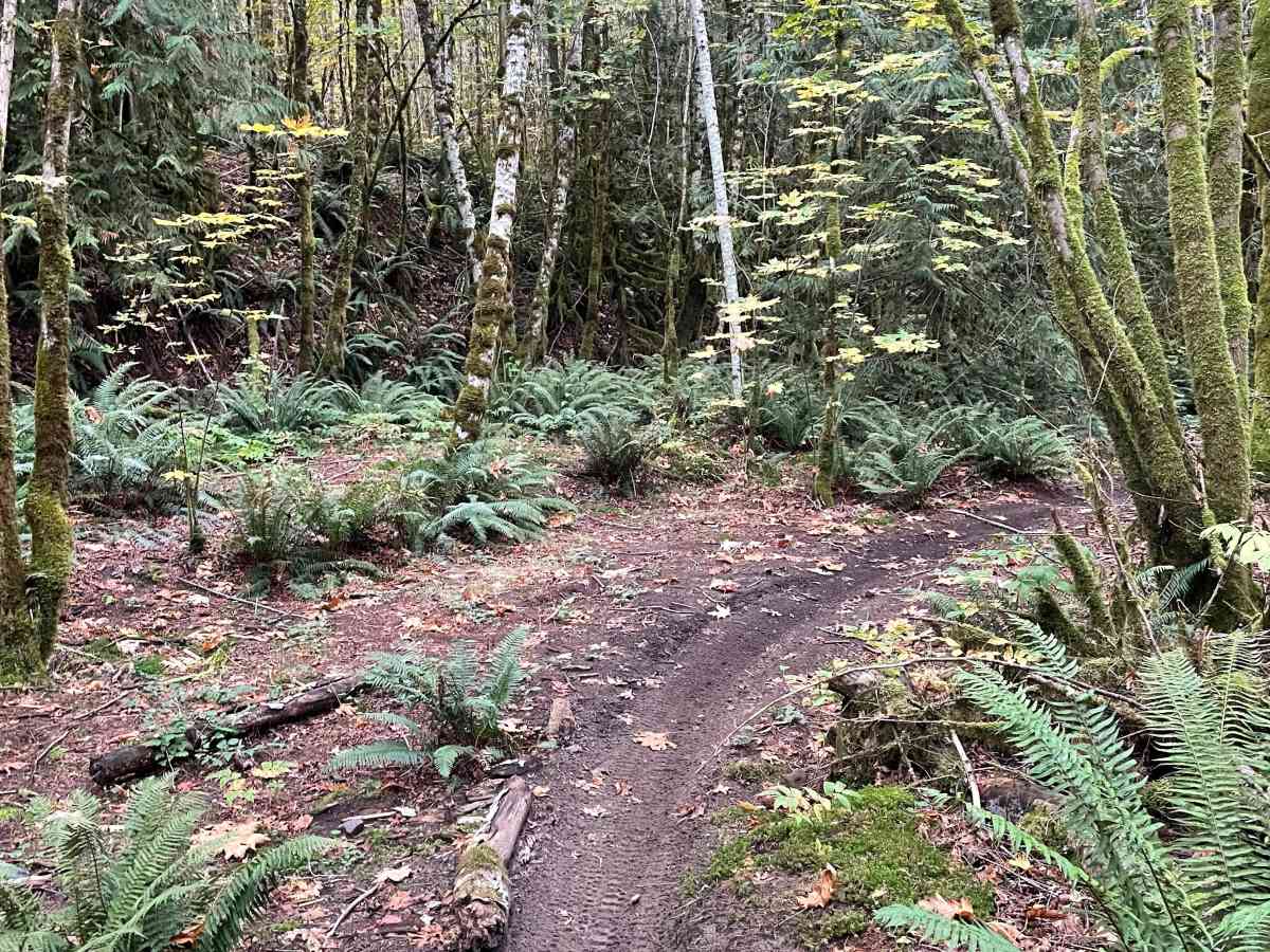 Cheekeye Dream’N trail photo