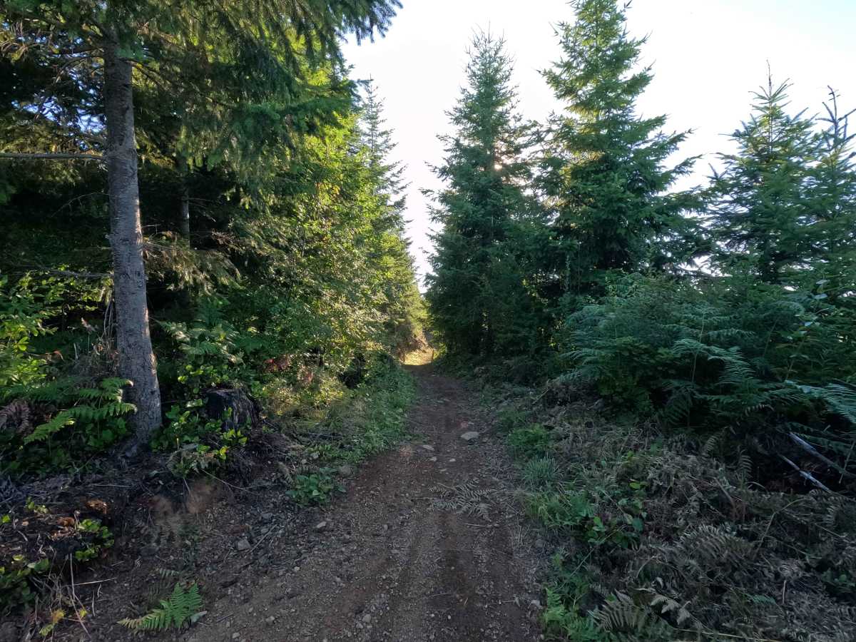 East Phantom Bear photo 3