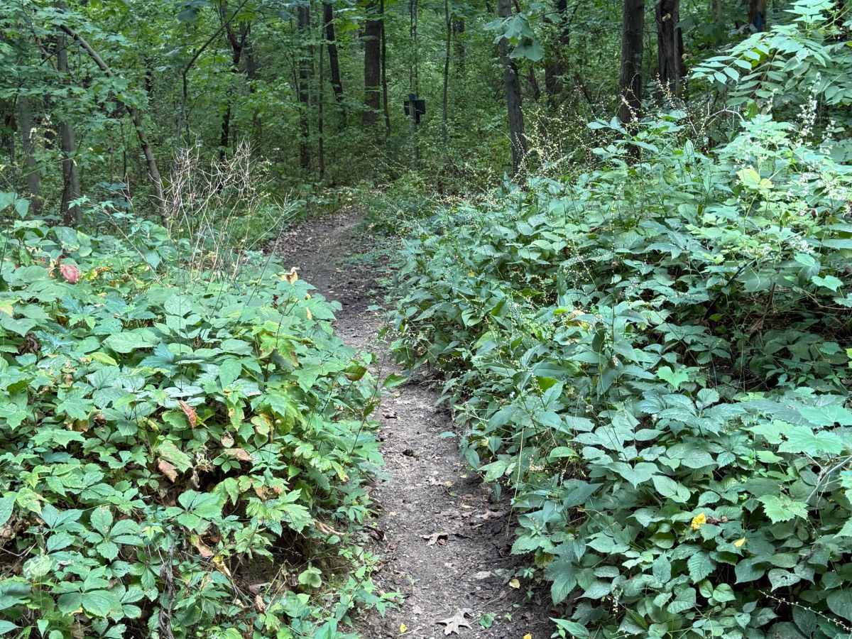 Maute Trail photo 6