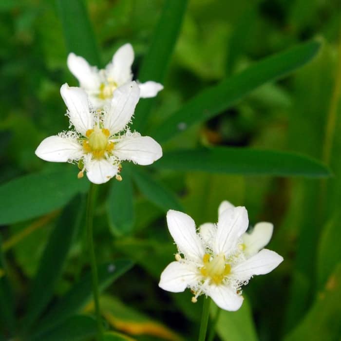 Near Jefferson Park Hike via Park Ridge