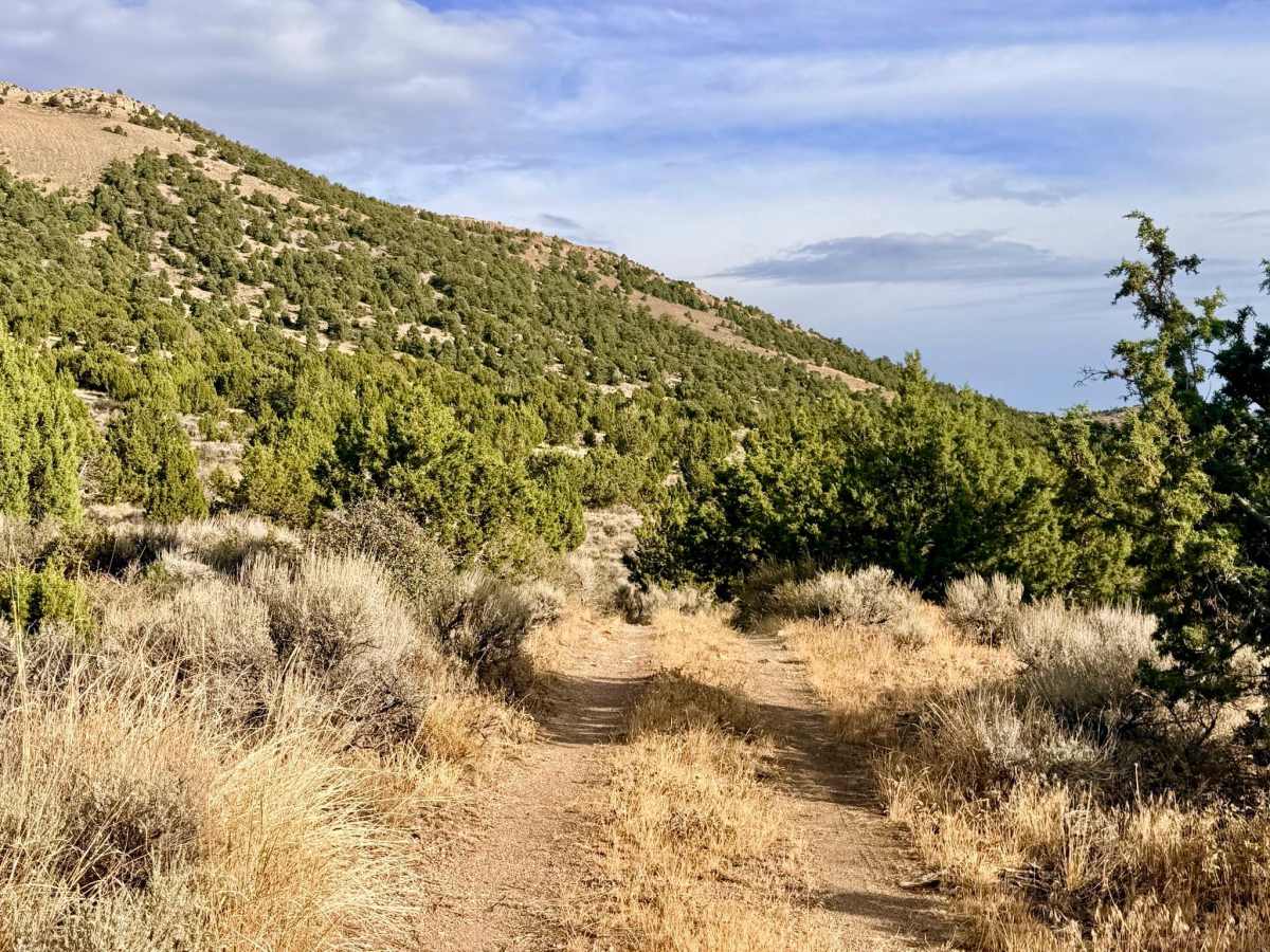 Arizona Spring - FS 17575/577 photo 4