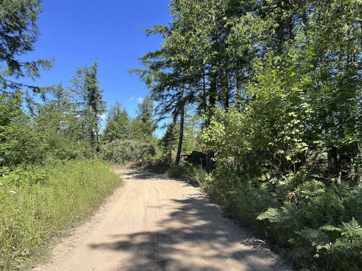 Fir -  Forest Road 13042 photo 2
