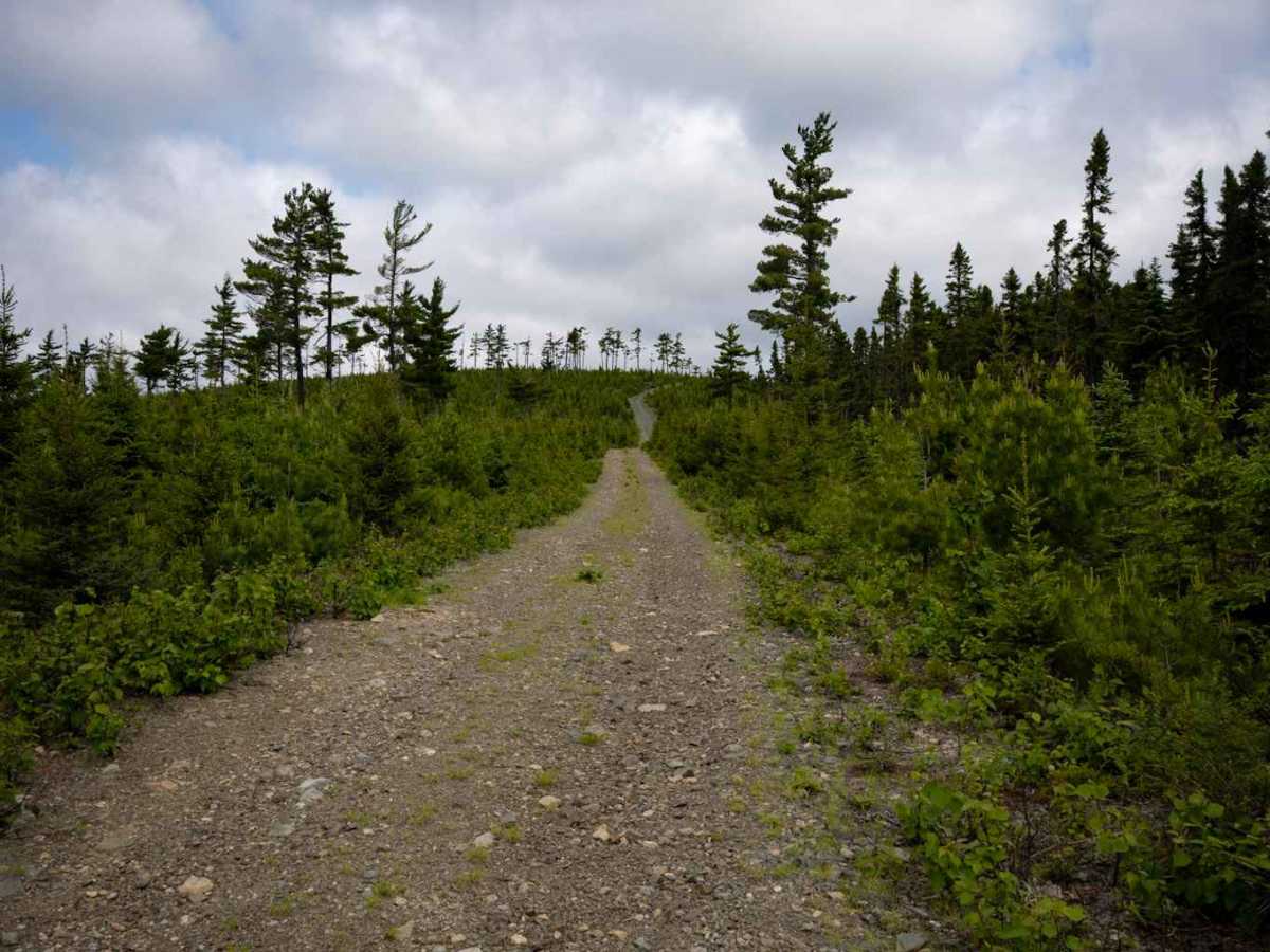 Fogans Lake Overlook Trail photo 2