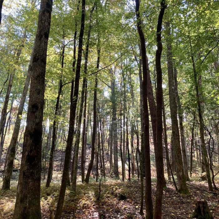 Near Hemlock Falls Near Hemlock Falls