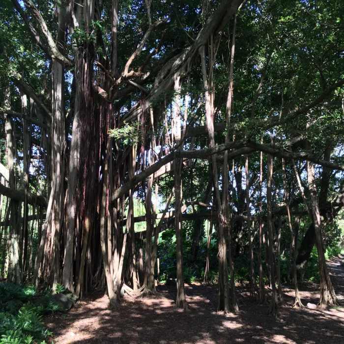 Near Pipiwai Trail Near Pipiwai Trail