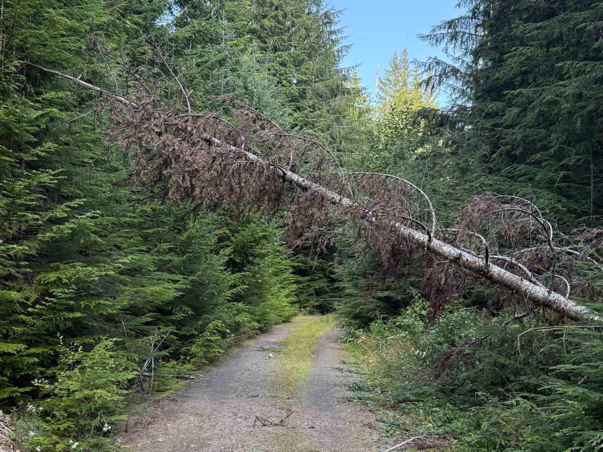 Prairie Creek–Higley Repeater Road - FS 2190 photo 4