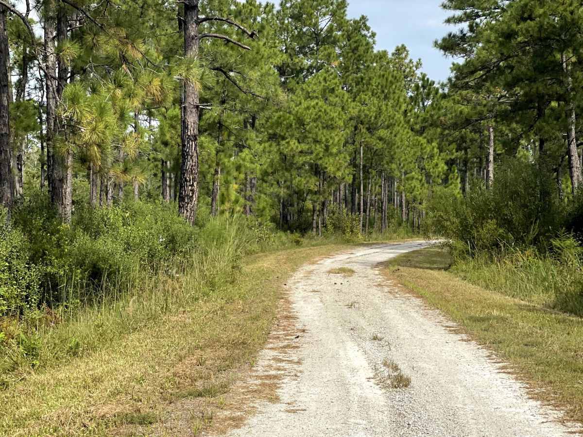 MST 13 trail photo