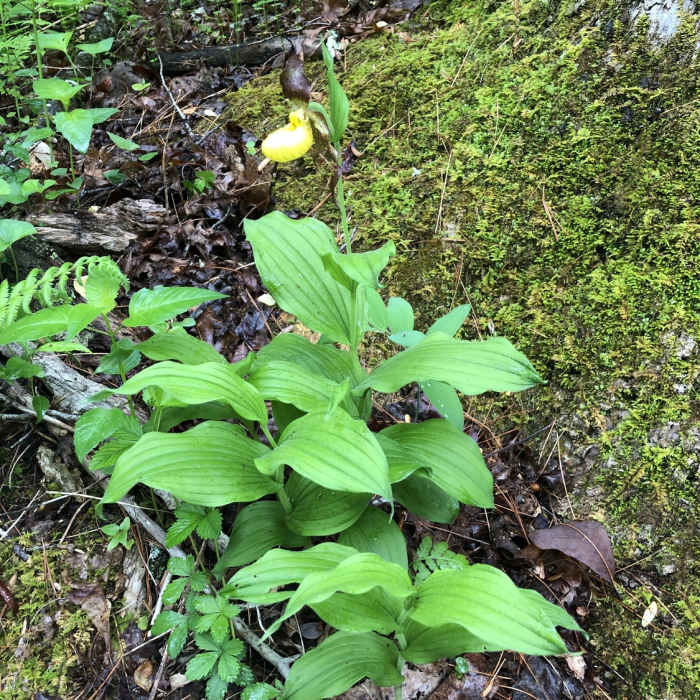 Near Flatlander's Loop