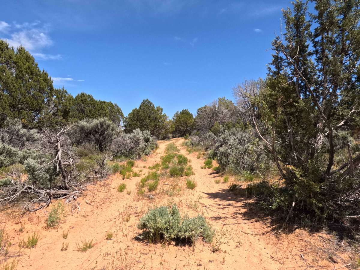 BLM 104B photo 2